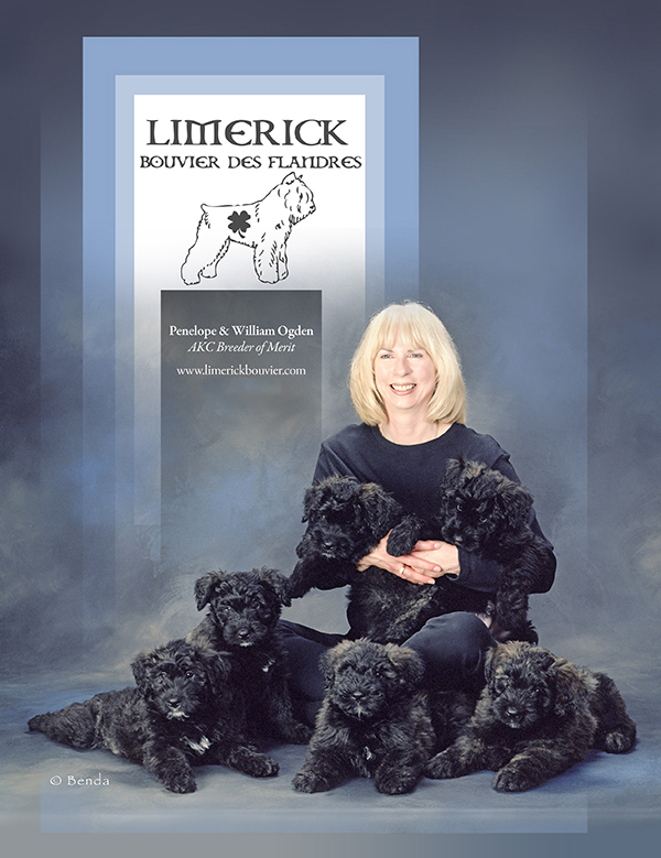 An image of Penelope Ogden of Limerick Bouvier des Flandres
